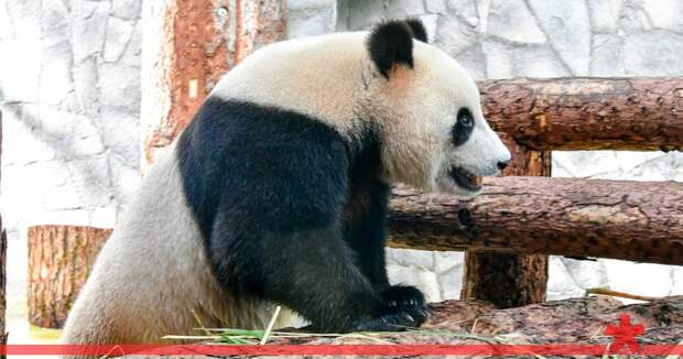 В Московском зоопарке построят снежную крепость для панд