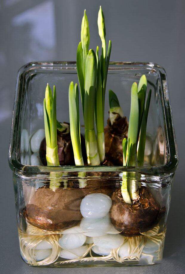 Зимой, когда так скучаешь за весенними запахами и красками, можно вырастить тюльпаны и нарциссы в вазе, в воде без почвы
