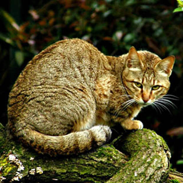 Дикий лесной кот Felis silvestris