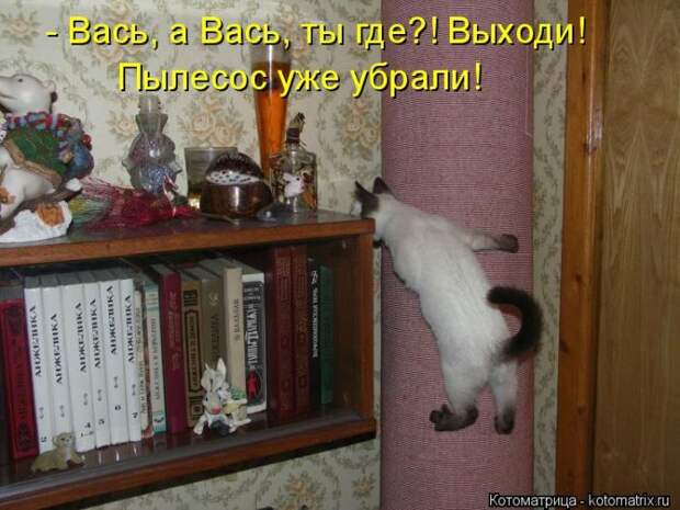 Лучшие котоматрицы недели (50 фото)