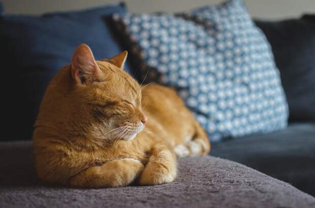 кот