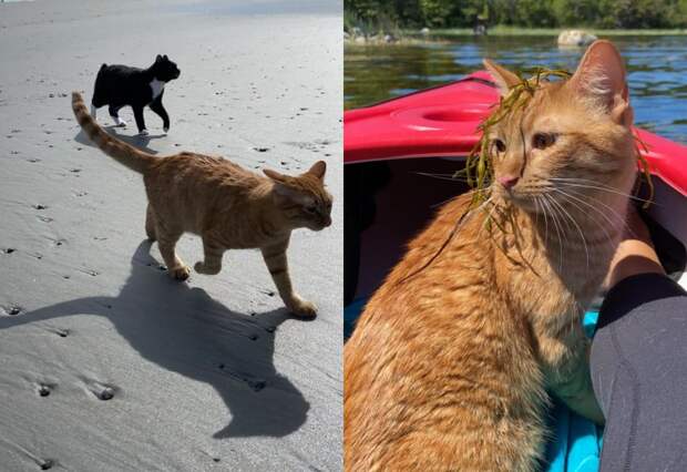 Котика взяли на пляж. Его отношение к прогулке написано на мордочке