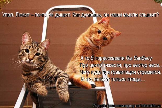 Лучшие котоматрицы недели (50 фото)