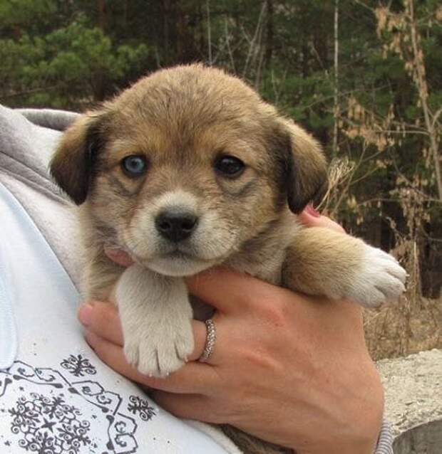 щенок на руках