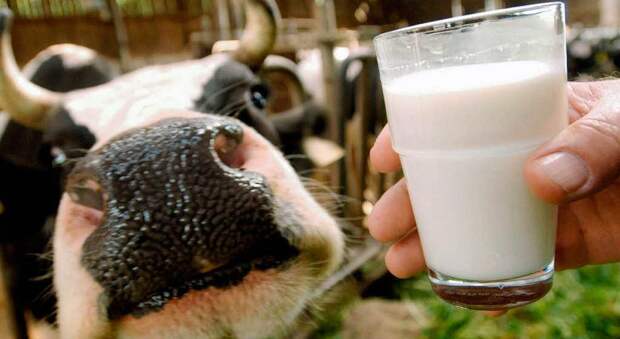 Почему Россия отказывается от белорусского молока?