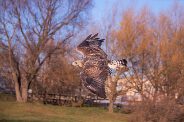Царские забавы в Коломенском: охота, соколы и старинные традиции
