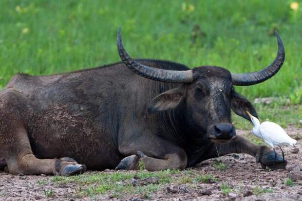 Описание буйвола индийского