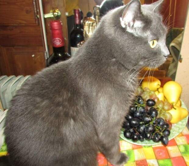 Как я кота спасал дерево, кот, спасение