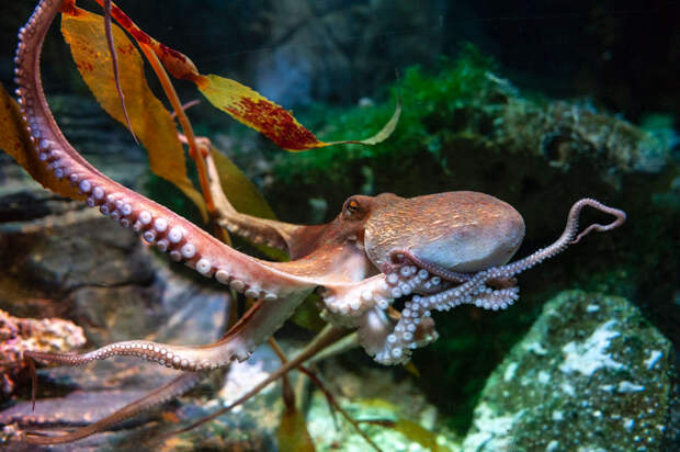 Малоизвестные факты об осьминогах