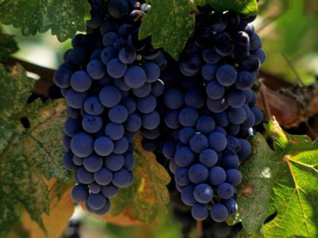 Как вырастить виноград на даче