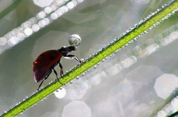 Утренний запас воды. Автор фотографии: Nicolas Reytet.