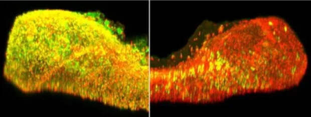 Ученые выявили двойственное происхождение клеток, контролирующих половое созревание и репродуктивную функцию