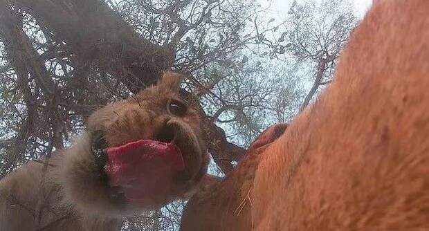 Пользователей Сети поразило видео, как львица набросилась на камеру и съела ее