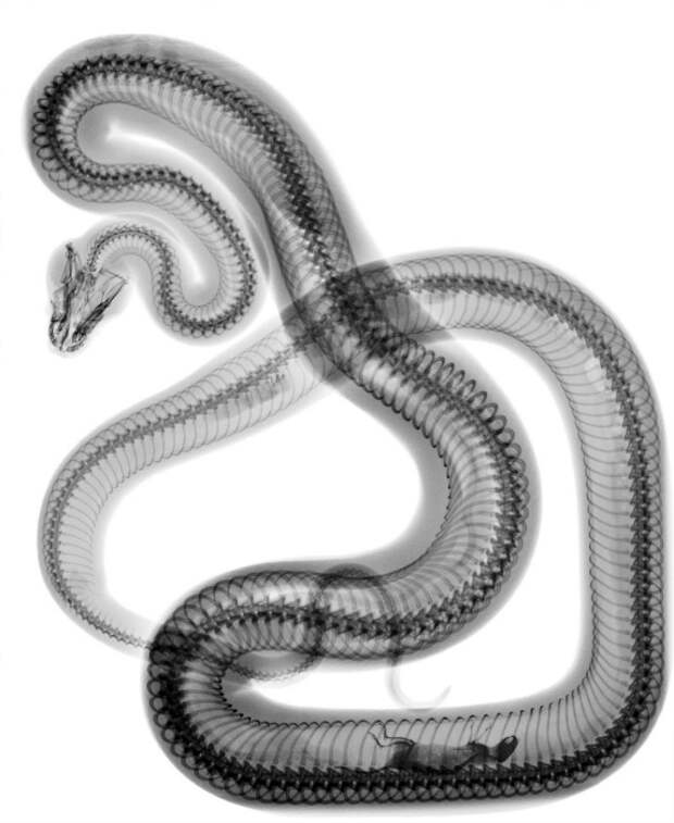 Рентгеновский снимок змеи.