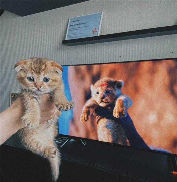 фотоприколы