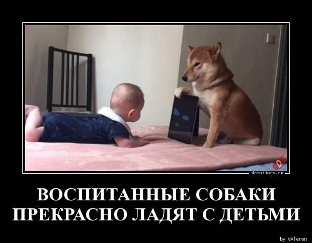 Воспитание собакой демотиватор, демотиваторы, жизненно, картинки, подборка, прикол, смех, юмор
