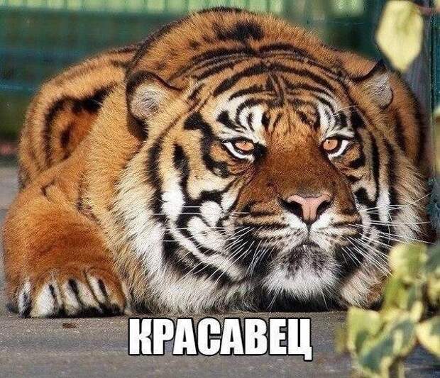 2862008971 (604x520, 290Kb)