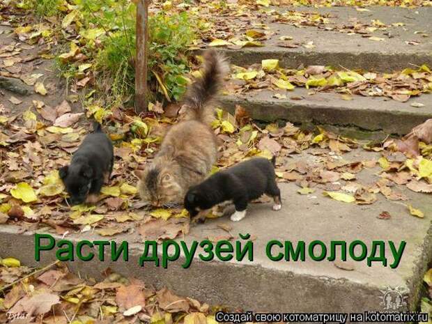 Лучшие котоматрицы недели (50 фото)