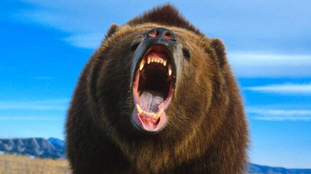 Медведь напал на жителя Коми