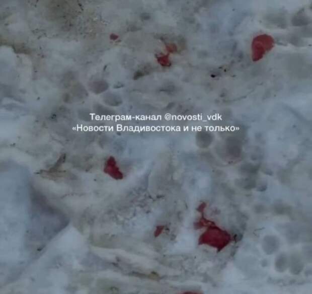 Смертельная угроза во дворах: во Владивостоке Вторая Речка усыпана крысиным ядом