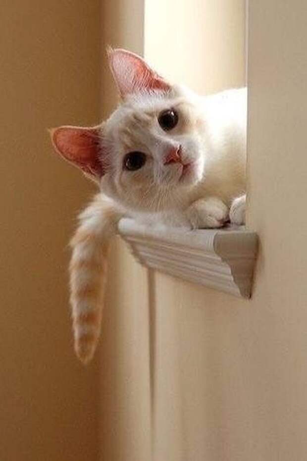 Любопытные коты (24 фото)