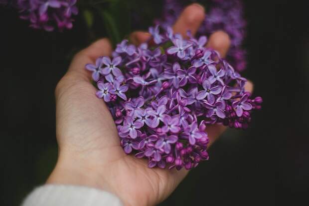 Кисть сирени в ладони/Pixabay