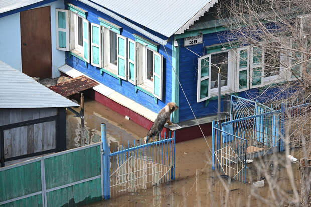 Политолог Грибова: власти работают над решением проблем пострадавших от паводков
