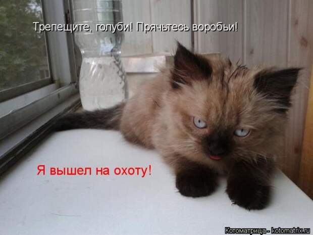 Котоматрицы великолепные, каждая с кусочком позитива и хорошего настроения!!!