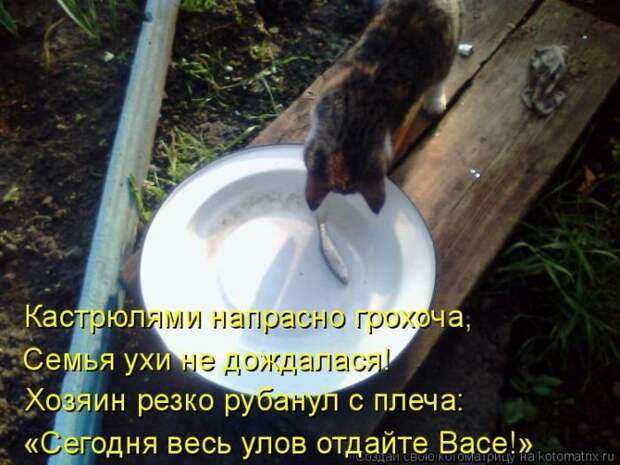 Котоматрицы великолепные, каждая с кусочком позитива и хорошего настроения!!!