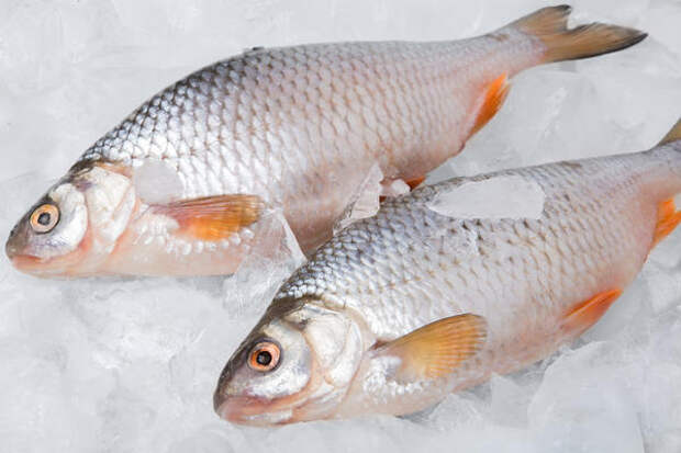 Замораживание рыбы требует соблюдения режима заморозки