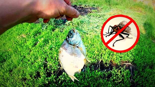Как защитить рыбу от мух