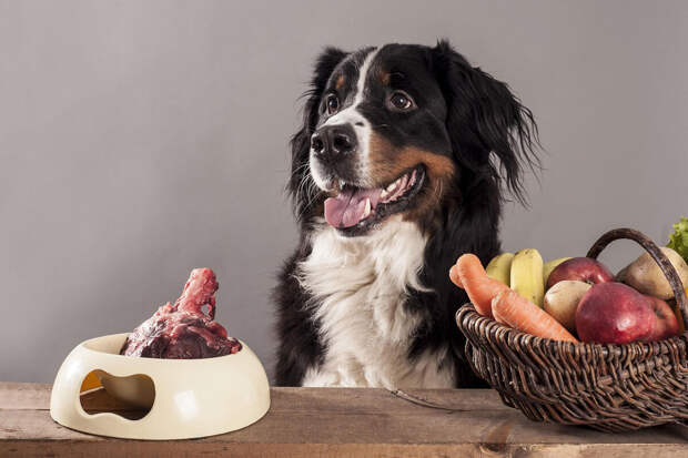 Кинолог Карапетьянц: шоколад, крем и сливочное масло очень опасны для собак