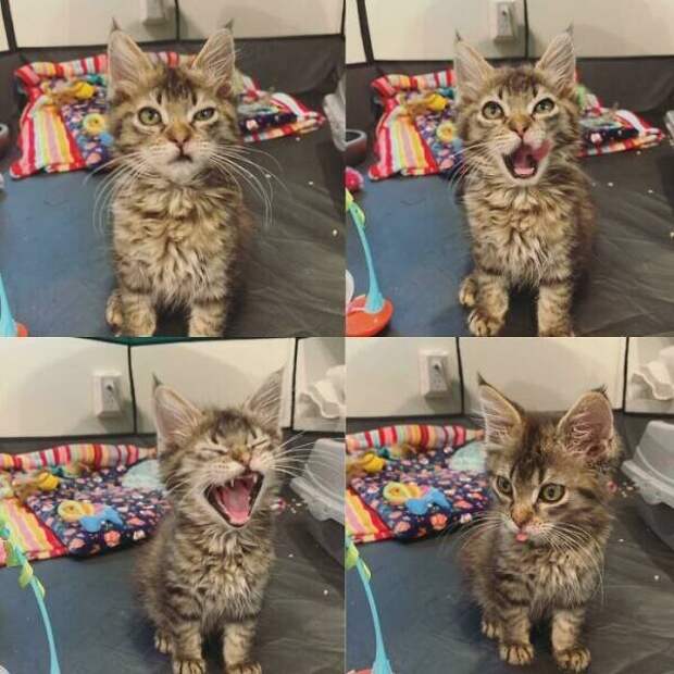Милые котики заряжают позитивом на снимках