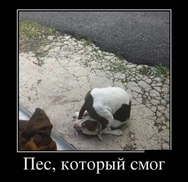 Демотиваторы (30 фото)
