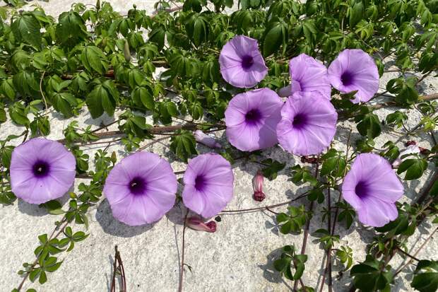 Россиянам пригрозили уголовной ответственностью за «утреннюю славу» на заборе