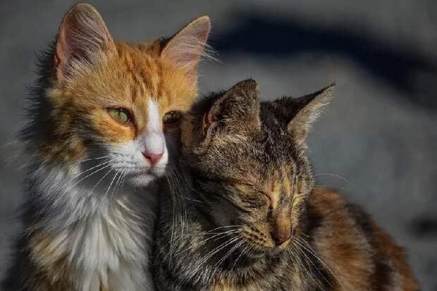 коты пиксабай 0302