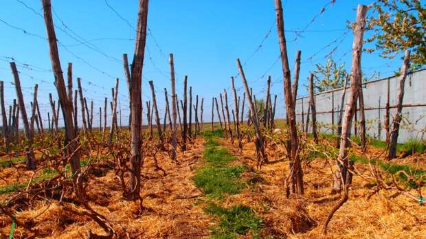 Ремонт виноградников: усталость почвы