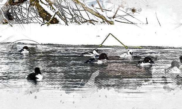 Хохолок и пятнышки: в объектив орловского фотографа попал настоящий красавчик