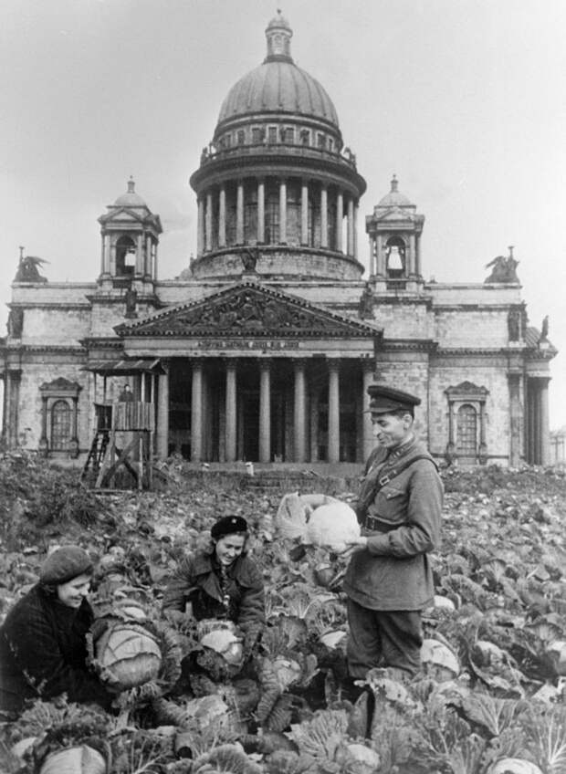 Капуста на огороде у Исаакиевского собора, 1942 год, Ленинград историческое фото, история
