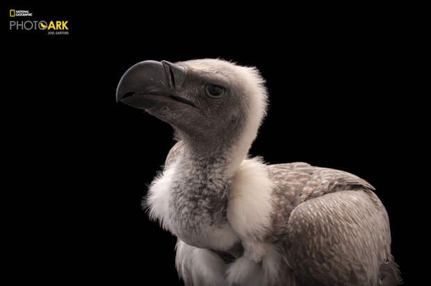 National Geographic начал кампанию, посвященную сохранению исчезающих видов