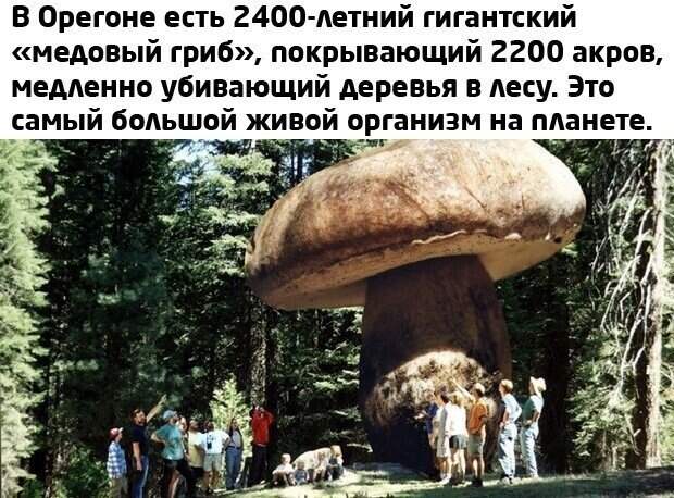 Прикольные и смешные картинки Прикольные и смешные картинки