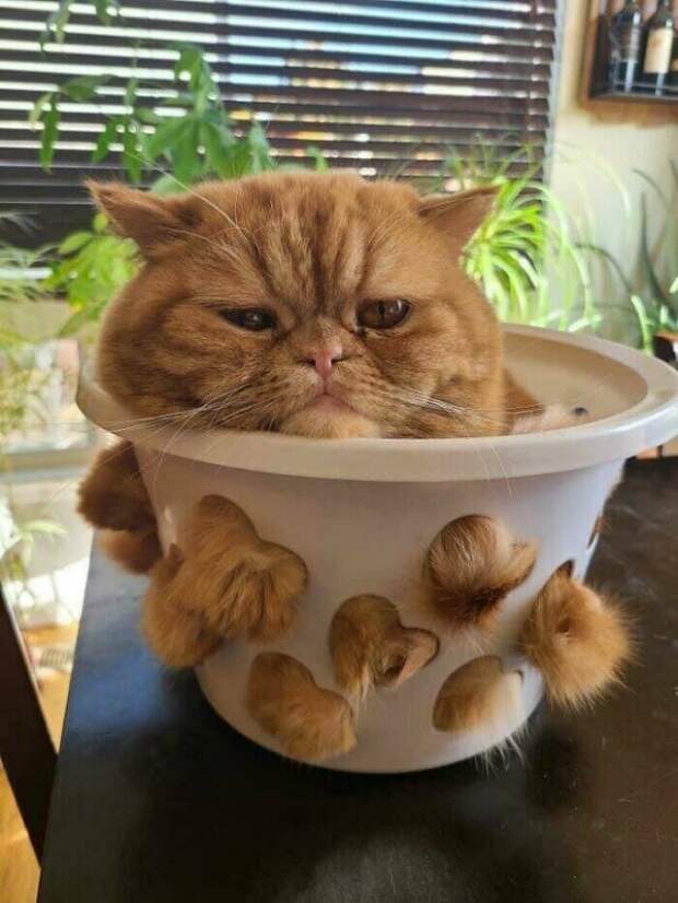 Милые котики заряжают позитивом на снимках