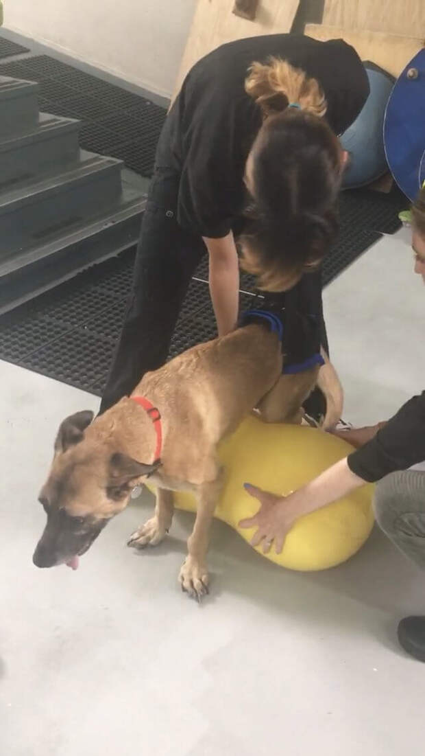 shelter-dog-16