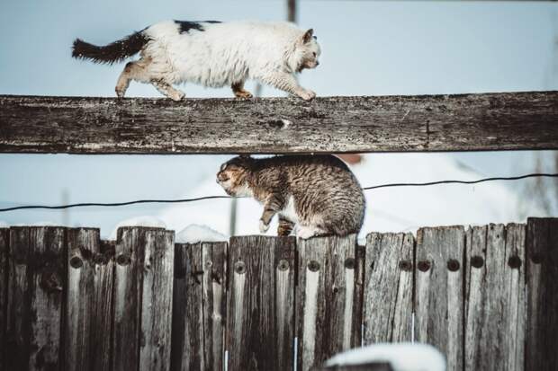 Очень колоритные уличные коты. Часть 3: спецвыпуск в честь Дня кошек в России города, день кошек в России, кошки, эстетика