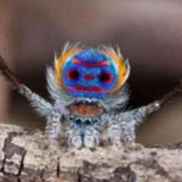 Пятна пауков-павлинов практически не отражают света