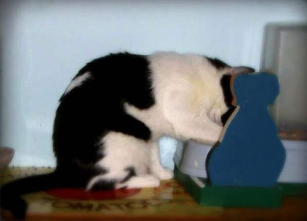 Кошки с причудливым окрасом шерсти коты, кошки, прикольный окрас кошек.