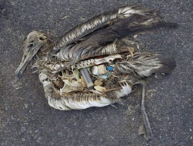 Защита животных: Вскрытие мертвых кашалотов показало, что они объелись пластмассы и автозапчастей
