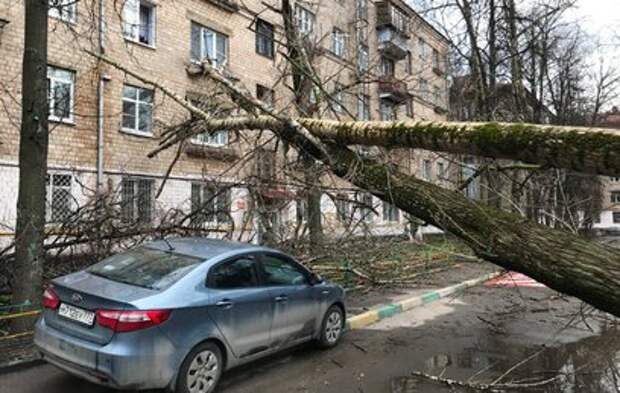 Ураган повалил более 600 деревьев и повредил 90 машин в Москве