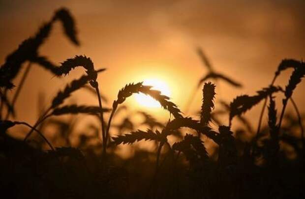 Ears of wheat are seen on sunset in a field of Triticum farm in Omsk Region, Russia September 16, 2020. Picture taken September 16, 2020. REUTERS/Alexey Malgavko