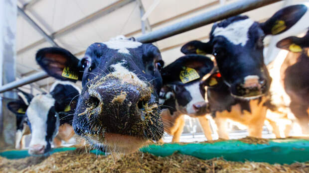 В Ростовской области ограничили перемещение молока и скота из-за заболеваний